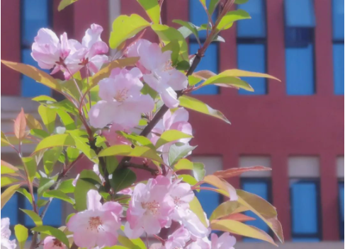 寻春的踪迹，于笔尖生花——小学部“寻春”创意作业